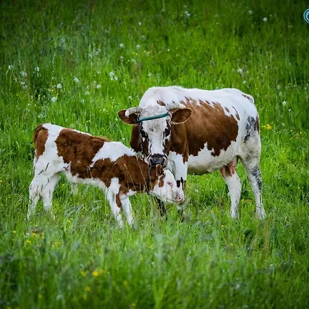 U Steni לינה וארוחת בוקר