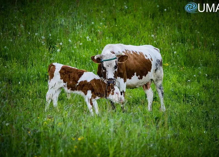 U Steni לינה וארוחת בוקר
